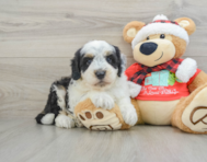 5 week old Mini Sheepadoodle Puppy For Sale - Windy City Pups