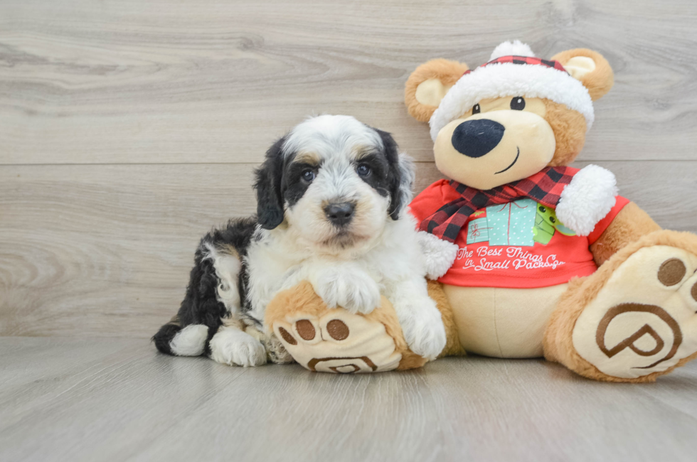 5 week old Mini Sheepadoodle Puppy For Sale - Windy City Pups