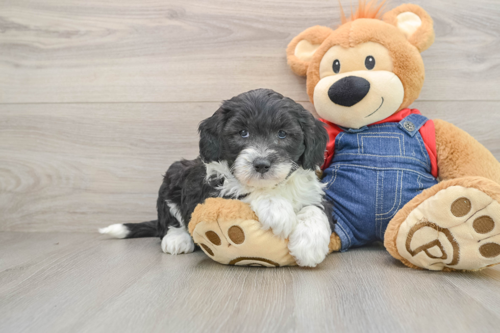 Little Sheeppoo Poodle Mix Puppy
