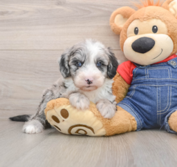 5 week old Mini Sheepadoodle Puppy For Sale - Windy City Pups