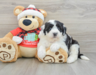 5 week old Mini Sheepadoodle Puppy For Sale - Windy City Pups