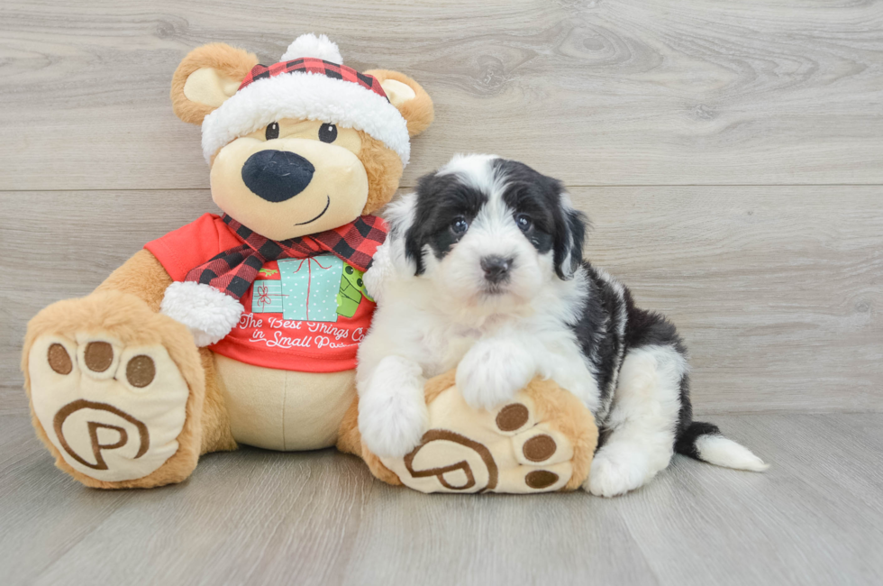 5 week old Mini Sheepadoodle Puppy For Sale - Windy City Pups