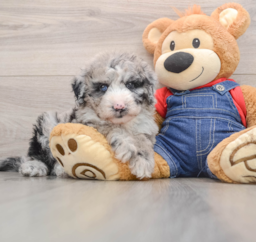 6 week old Mini Sheepadoodle Puppy For Sale - Windy City Pups