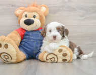 6 week old Mini Sheepadoodle Puppy For Sale - Windy City Pups