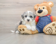 7 week old Mini Sheepadoodle Puppy For Sale - Windy City Pups