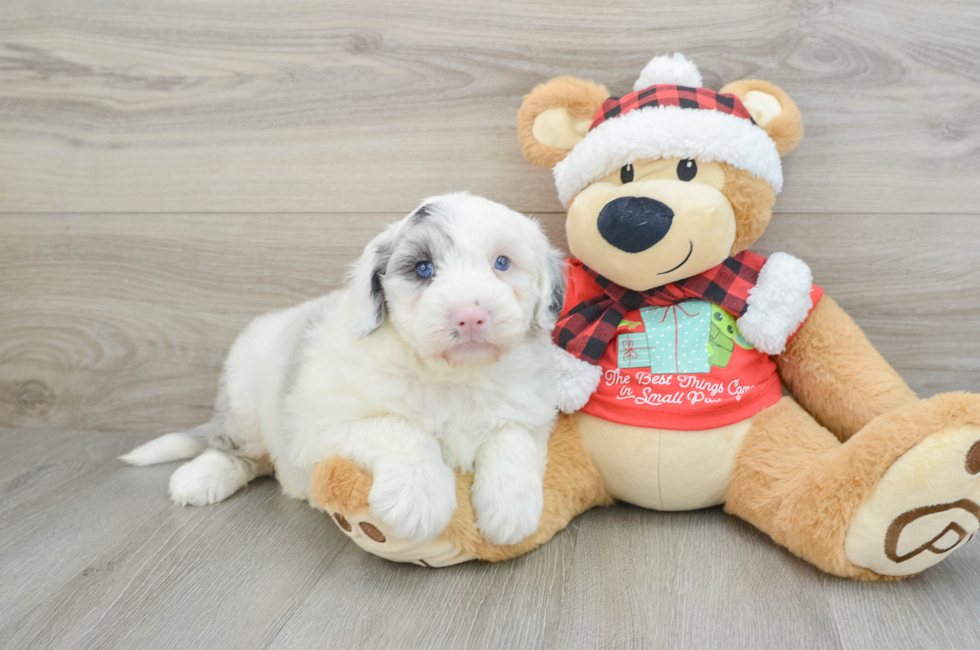 5 week old Mini Sheepadoodle Puppy For Sale - Windy City Pups