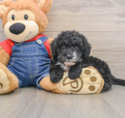 6 week old Mini Sheepadoodle Puppy For Sale - Windy City Pups