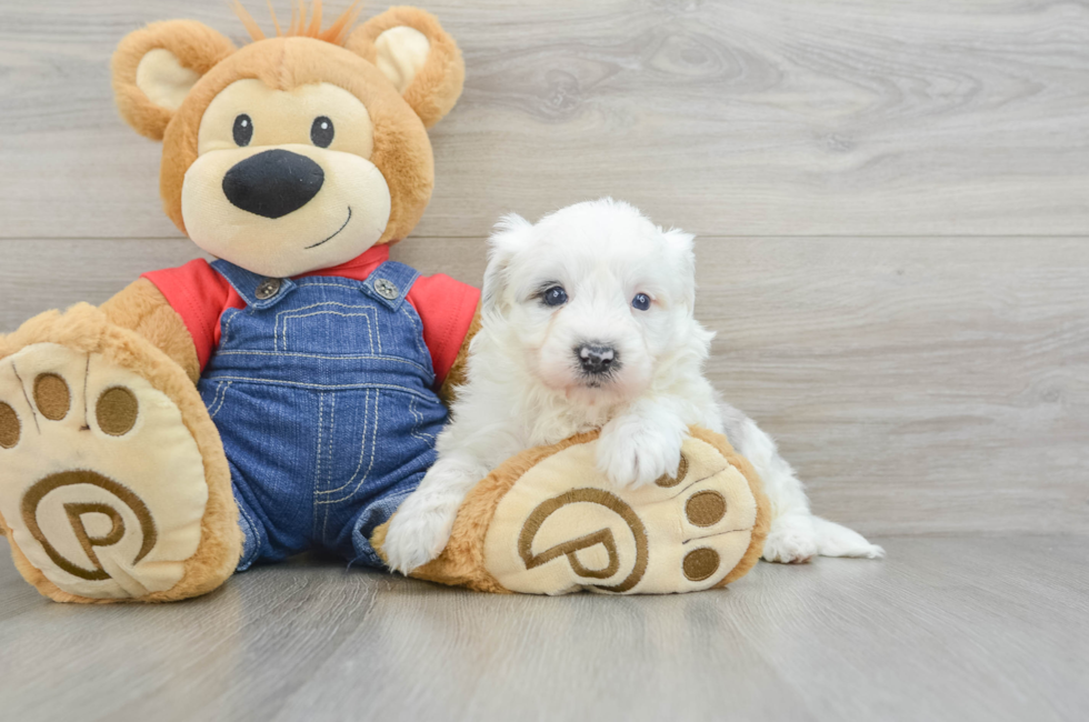 5 week old Mini Sheepadoodle Puppy For Sale - Windy City Pups