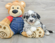 5 week old Mini Sheepadoodle Puppy For Sale - Windy City Pups