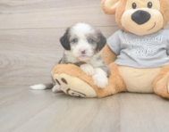 5 week old Mini Sheepadoodle Puppy For Sale - Windy City Pups