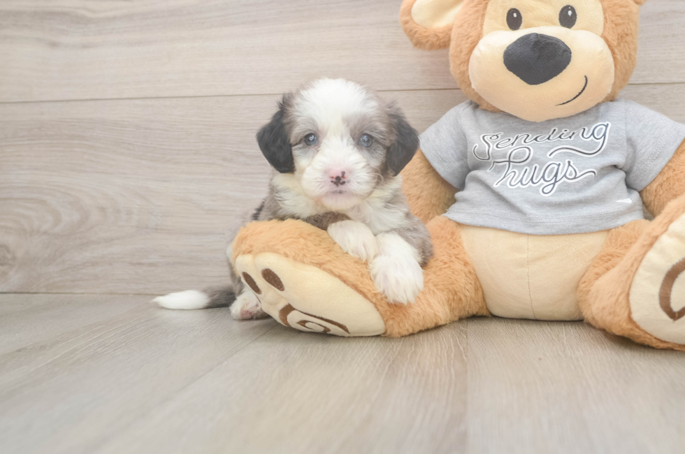 5 week old Mini Sheepadoodle Puppy For Sale - Windy City Pups
