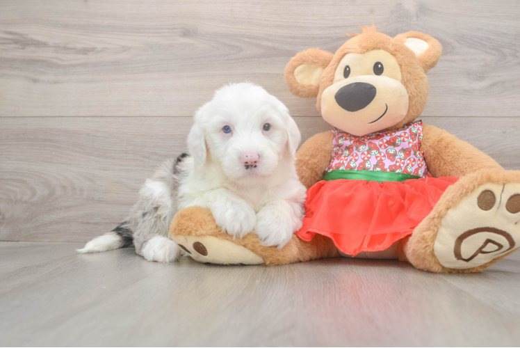 Happy Mini Sheepadoodle Baby