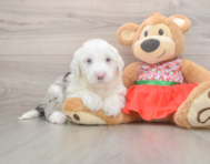 5 week old Mini Sheepadoodle Puppy For Sale - Windy City Pups