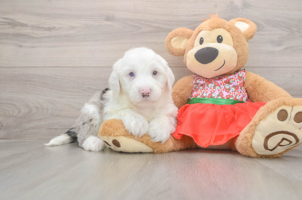 5 week old Mini Sheepadoodle Puppy For Sale - Windy City Pups