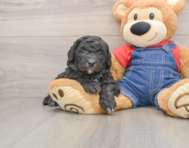 5 week old Mini Sheepadoodle Puppy For Sale - Windy City Pups