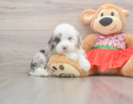 6 week old Mini Sheepadoodle Puppy For Sale - Windy City Pups