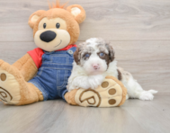 5 week old Mini Sheepadoodle Puppy For Sale - Windy City Pups