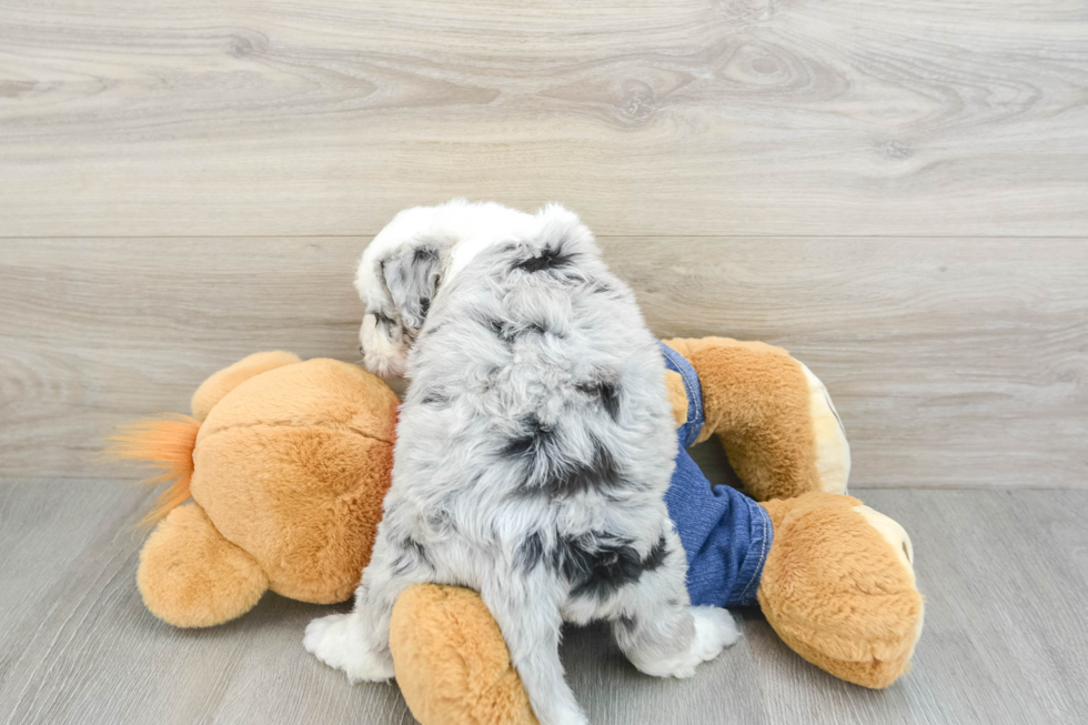 Best Mini Sheepadoodle Baby