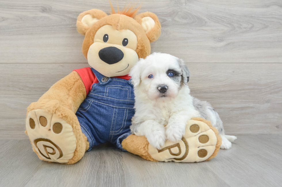 5 week old Mini Sheepadoodle Puppy For Sale - Windy City Pups