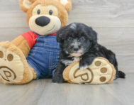 7 week old Mini Sheepadoodle Puppy For Sale - Windy City Pups