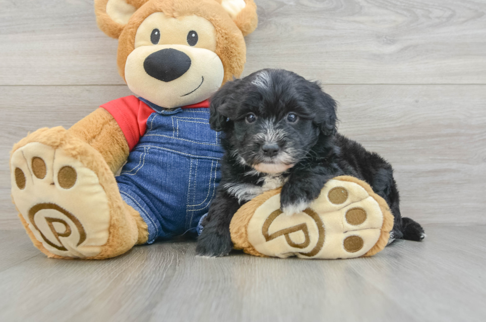 7 week old Mini Sheepadoodle Puppy For Sale - Windy City Pups