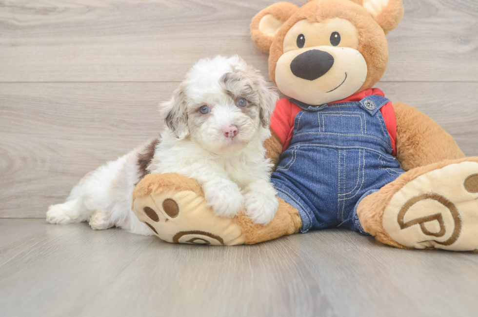 6 week old Mini Sheepadoodle Puppy For Sale - Windy City Pups