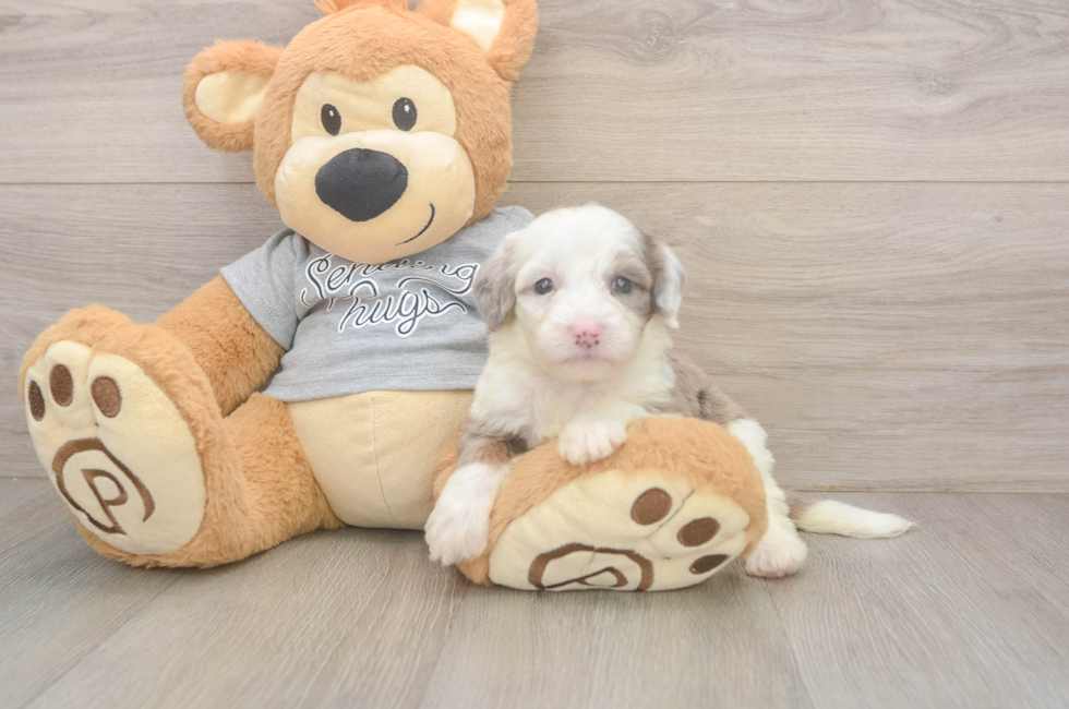 5 week old Mini Sheepadoodle Puppy For Sale - Windy City Pups