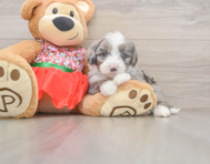 6 week old Mini Sheepadoodle Puppy For Sale - Windy City Pups