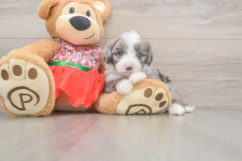 5 week old Mini Sheepadoodle Puppy For Sale - Windy City Pups