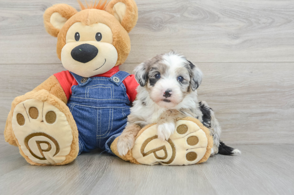 5 week old Mini Sheepadoodle Puppy For Sale - Windy City Pups