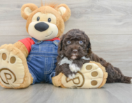 7 week old Mini Sheepadoodle Puppy For Sale - Windy City Pups