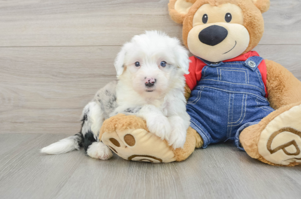 7 week old Mini Sheepadoodle Puppy For Sale - Windy City Pups