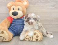 7 week old Mini Sheepadoodle Puppy For Sale - Windy City Pups