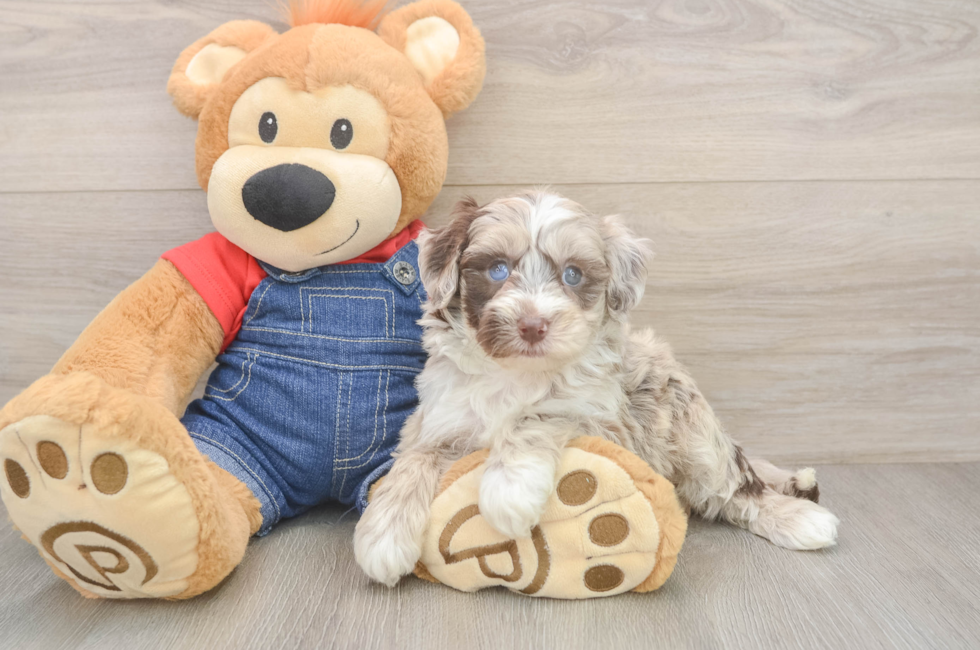 6 week old Mini Sheepadoodle Puppy For Sale - Windy City Pups
