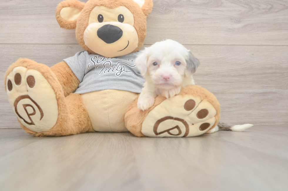 5 week old Mini Sheepadoodle Puppy For Sale - Windy City Pups