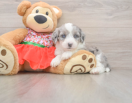 7 week old Mini Sheepadoodle Puppy For Sale - Windy City Pups