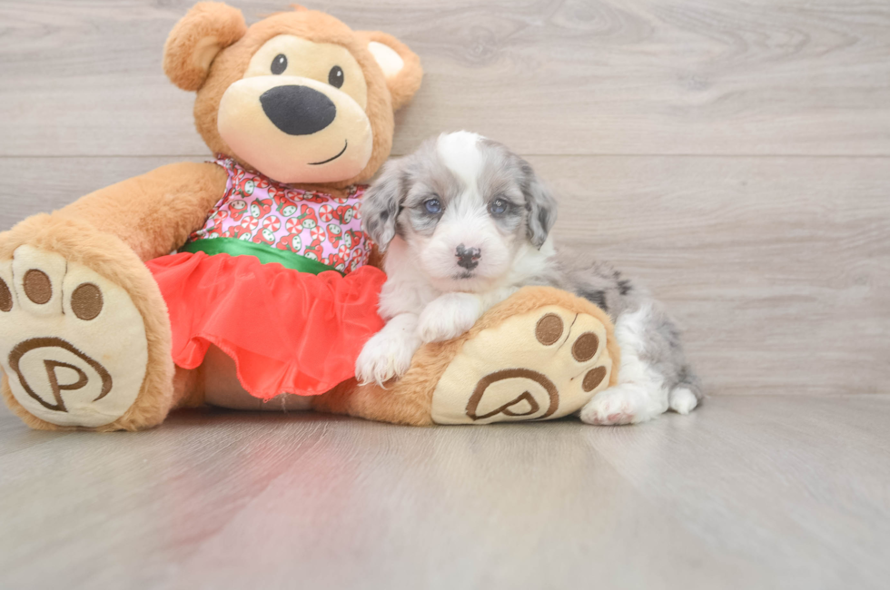 5 week old Mini Sheepadoodle Puppy For Sale - Windy City Pups