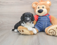 5 week old Mini Sheepadoodle Puppy For Sale - Windy City Pups