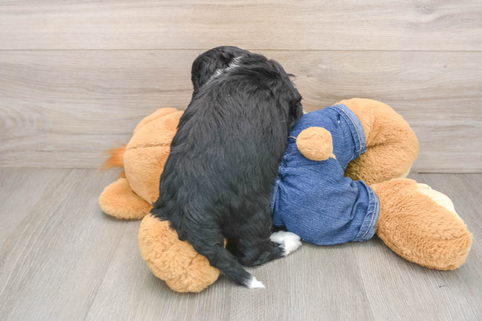 Mini Sheepadoodle Pup Being Cute