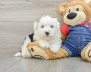 5 week old Mini Sheepadoodle Puppy For Sale - Windy City Pups