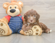 5 week old Mini Sheepadoodle Puppy For Sale - Windy City Pups