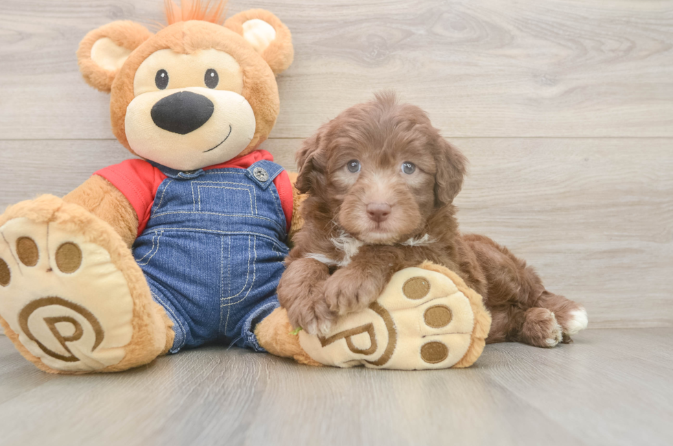 6 week old Mini Sheepadoodle Puppy For Sale - Windy City Pups