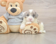 5 week old Mini Sheepadoodle Puppy For Sale - Windy City Pups