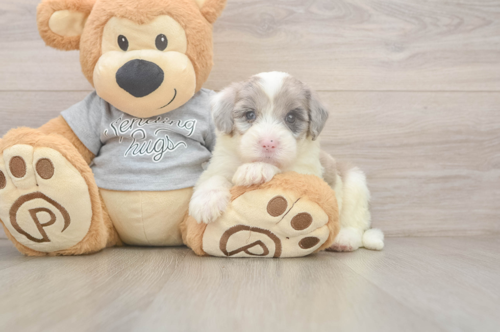 5 week old Mini Sheepadoodle Puppy For Sale - Windy City Pups