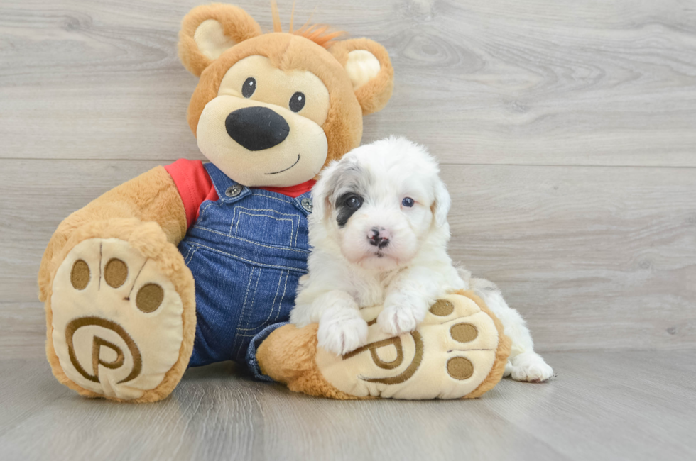 5 week old Mini Sheepadoodle Puppy For Sale - Windy City Pups