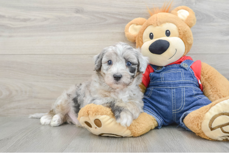 Friendly Mini Sheepadoodle Baby