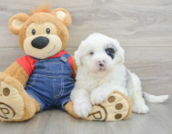 5 week old Mini Sheepadoodle Puppy For Sale - Windy City Pups