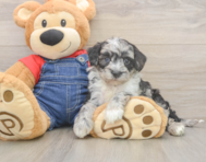 5 week old Mini Sheepadoodle Puppy For Sale - Windy City Pups