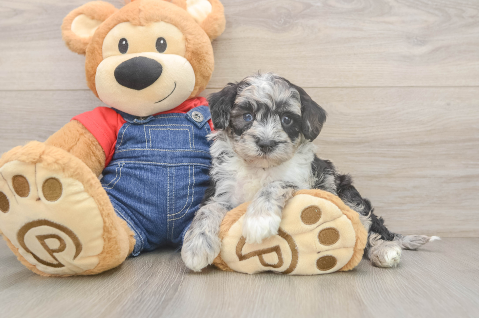 5 week old Mini Sheepadoodle Puppy For Sale - Windy City Pups