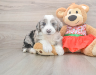 5 week old Mini Sheepadoodle Puppy For Sale - Windy City Pups